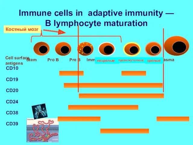 Immune cells in adaptive immunity — B lymphocyte maturation Костный мозг незрелые промежуточные зрелые