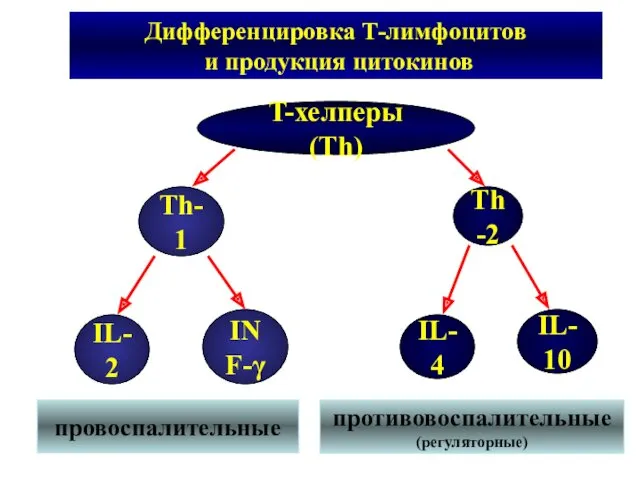 T-хелперы (Th) Th-1 IL-2 INF-γ Th-2 IL-4 IL-10 Дифференцировка Т-лимфоцитов и продукция цитокинов провоспалительные противовоспалительные (регуляторные)