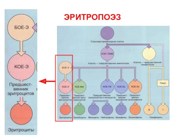 ЭРИТРОПОЭЗ