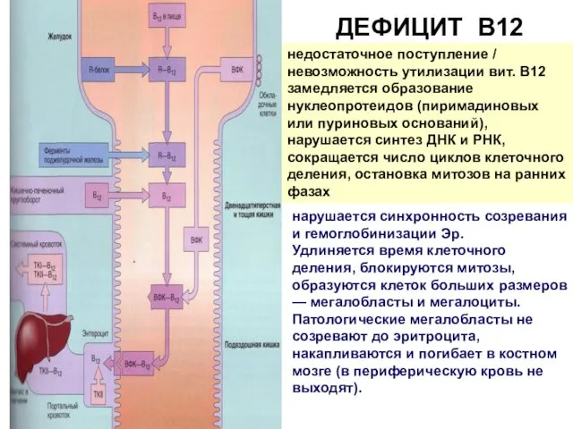 ДЕФИЦИТ В12 недостаточное поступление / невозможность утилизации вит. B12 замедляется