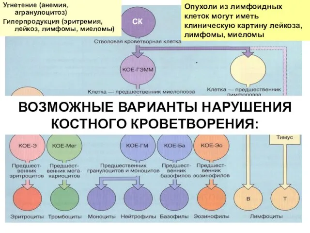 СК Опухоли из лимфоидных клеток могут иметь клиническую картину лейкоза,