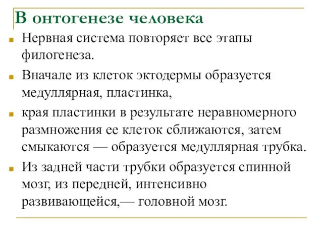 В онтогенезе человека Нервная система повторяет все этапы филогенеза. Вначале