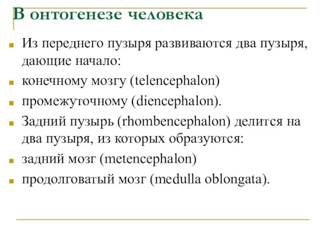 В онтогенезе человека Из переднего пузыря развиваются два пузыря, дающие начало: конечному мозгу