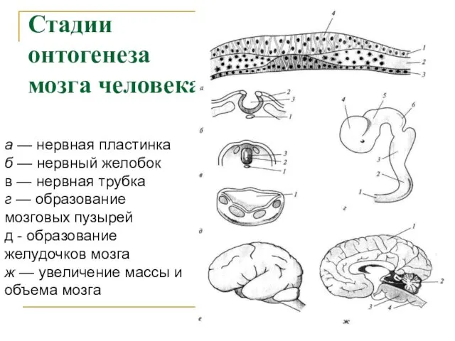Стадии онтогенеза мозга человека а — нервная пластинка б — нервный желобок в