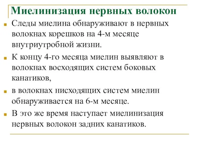 Миелинизация нервных волокон Следы миелина обнаруживают в нервных волокнах корешков