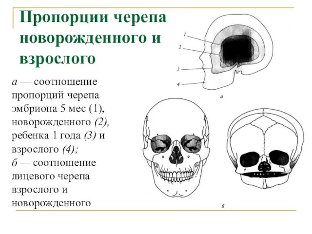 Пропорции черепа новорожденного и взрослого а — соотношение пропорций черепа эмбриона 5 мес