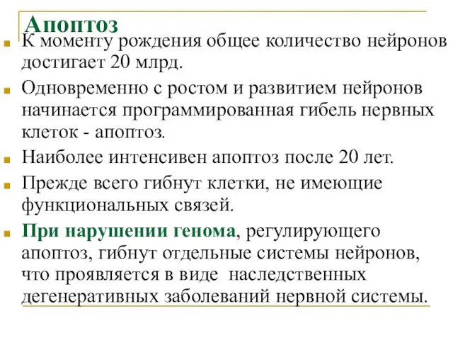 Апоптоз К моменту рождения общее количество нейронов достигает 20 млрд. Одновременно с ростом