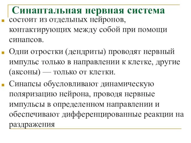 Синаптальная нервная система состоит из отдельных нейронов, контактирующих между собой