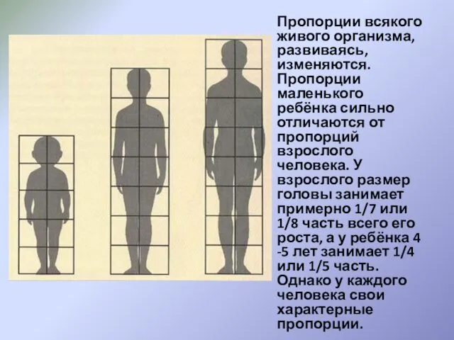 Пропорции всякого живого организма, развиваясь, изменяются. Пропорции маленького ребёнка сильно