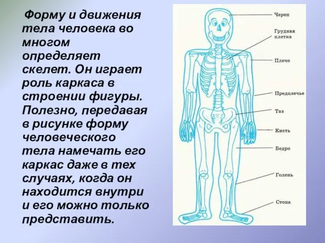 Форму и движения тела человека во многом определяет скелет. Он играет роль каркаса