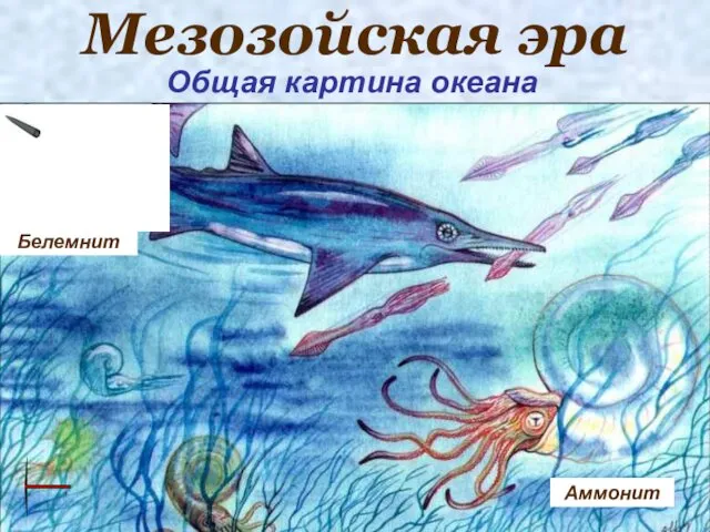 Мезозойская эра Общая картина океана Белемнит Аммонит