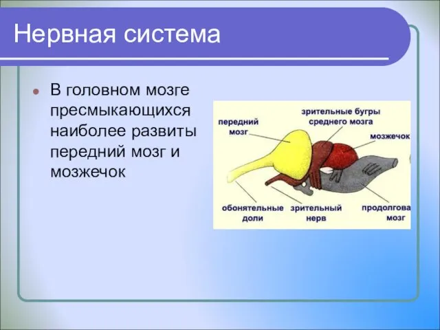 Нервная система В головном мозге пресмыкающихся наиболее развиты передний мозг и мозжечок