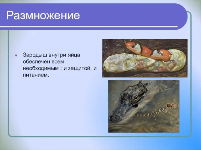 Размножение Зародыш внутри яйца обеспечен всем необходимым : и защитой, и питанием.