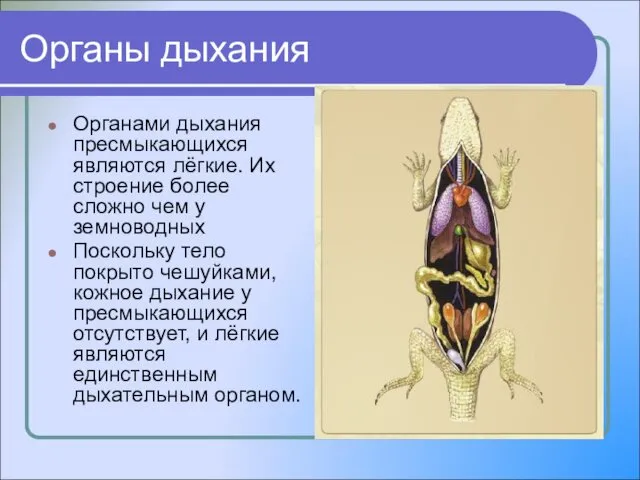 Органы дыхания Органами дыхания пресмыкающихся являются лёгкие. Их строение более