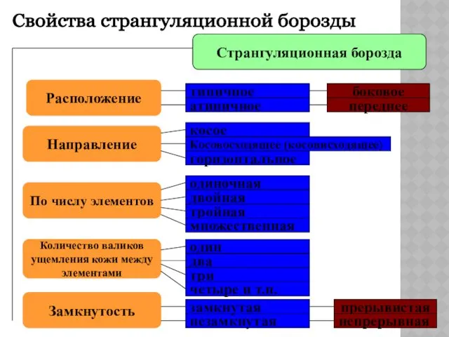 Странгуляционная борозда Расположение Направление По числу элементов Количество валиков ущемления