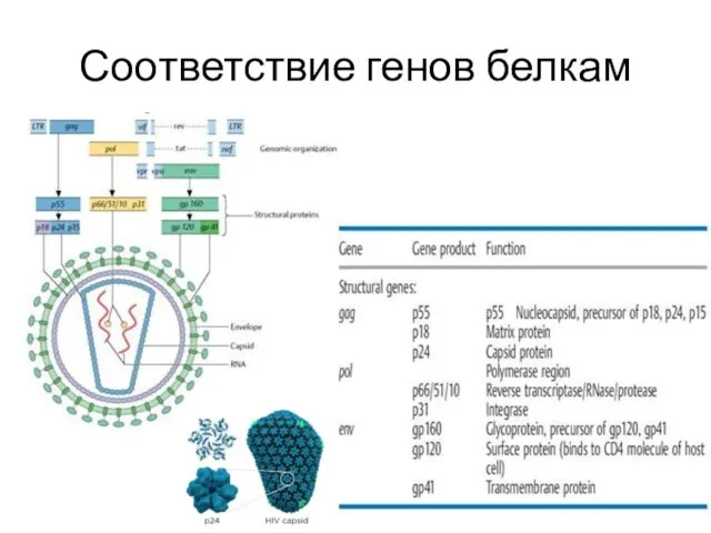 Соответствие генов белкам