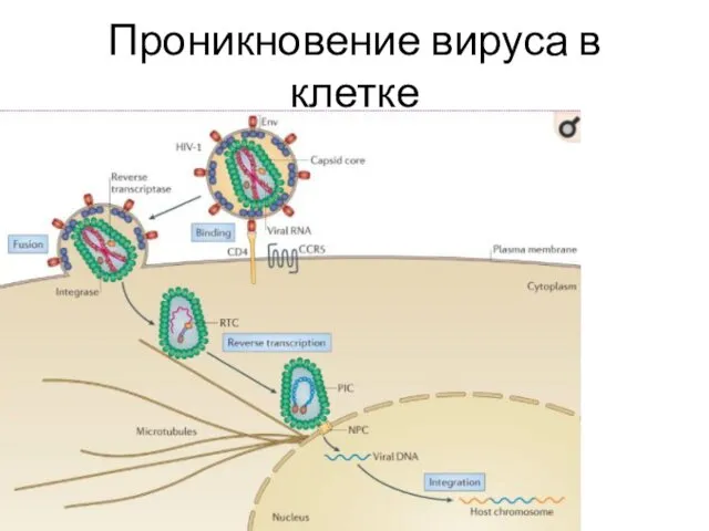 Проникновение вируса в клетке