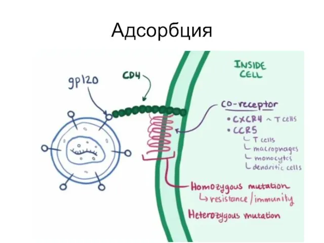 Адсорбция