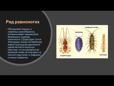 Ряд равноногих Объединяет водных и наземных ракообразных, которые имеют одинаковые