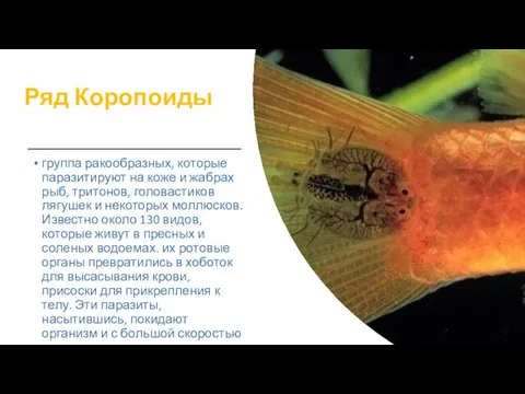 Ряд Коропоиды группа ракообразных, которые паразитируют на коже и жабрах