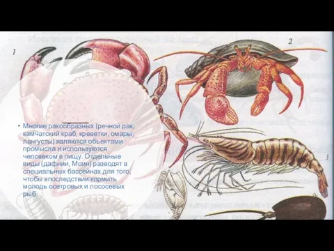 Многие ракообразных (речной рак, камчатский краб, креветки, омары, лангусты) являются