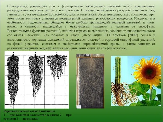 По-видимому, решающую роль в формировании наблюдаемых различий играет неодинаковое распределение