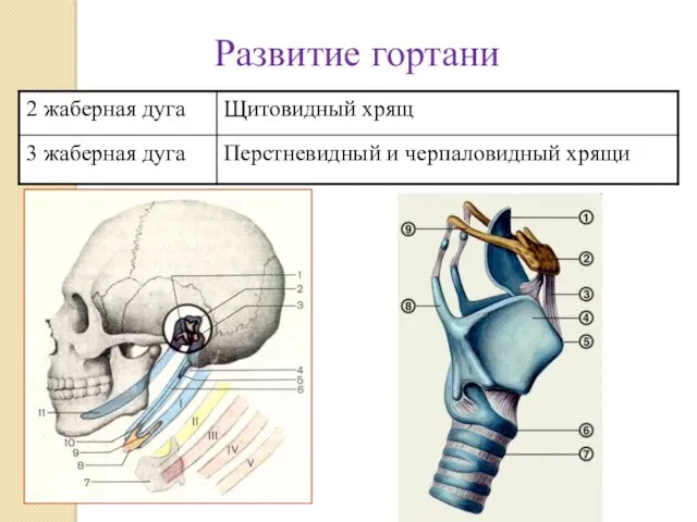 Развитие гортани