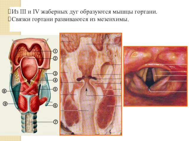 Из III и IV жаберных дуг образуются мышцы гортани. Связки гортани развиваются из мезенхимы.