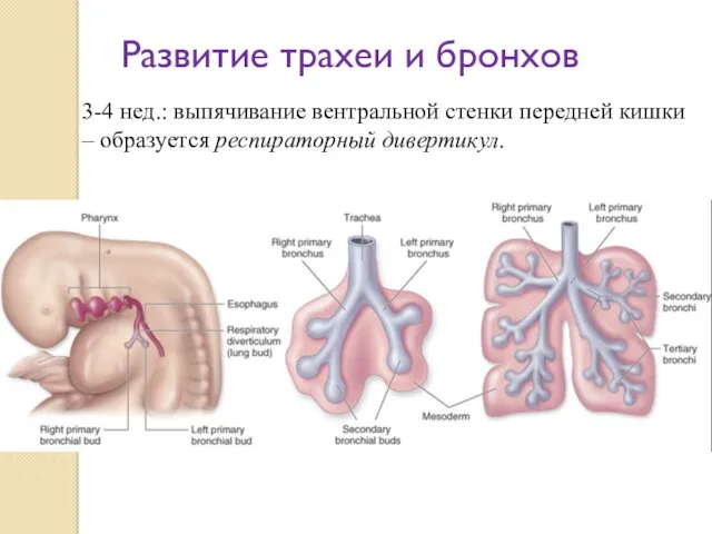 3-4 нед.: выпячивание вентральной стенки передней кишки – образуется респираторный дивертикул. Развитие трахеи и бронхов