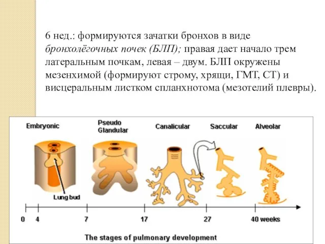 6 нед.: формируются зачатки бронхов в виде бронхолёгочных почек (БЛП);