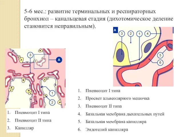 5-6 мес.: развитие терминальных и респираторных бронхиол – канальцевая стадия