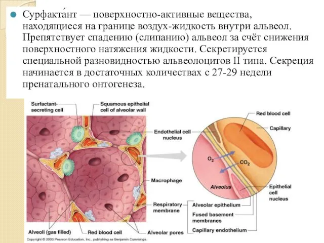 Сурфакта́нт — поверхностно-активные вещества, находящиеся на границе воздух-жидкость внутри альвеол.