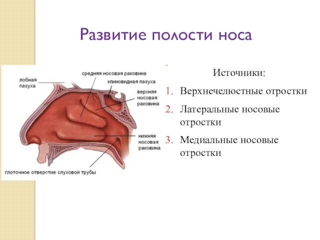 Развитие полости носа Источники: Верхнечелюстные отростки Латеральные носовые отростки Медиальные носовые отростки