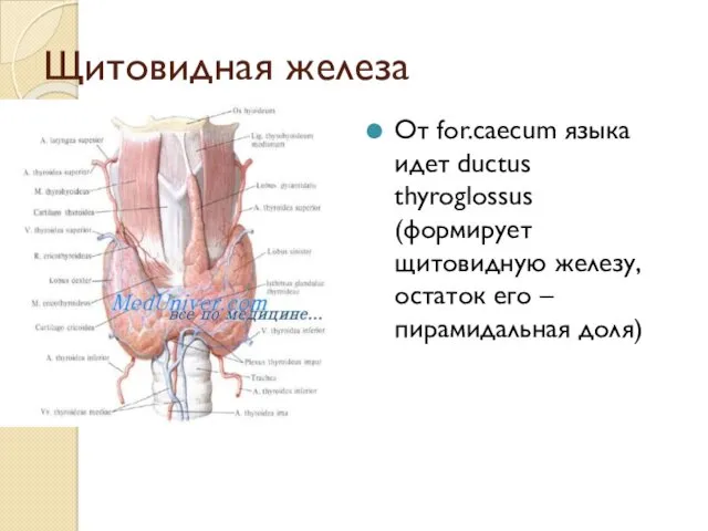 Щитовидная железа От for.caecum языка идет ductus thyroglossus (формирует щитовидную железу, остаток его – пирамидальная доля)