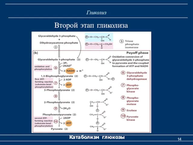 Гликолиз Катаболизм глюкозы Второй этап гликолиза