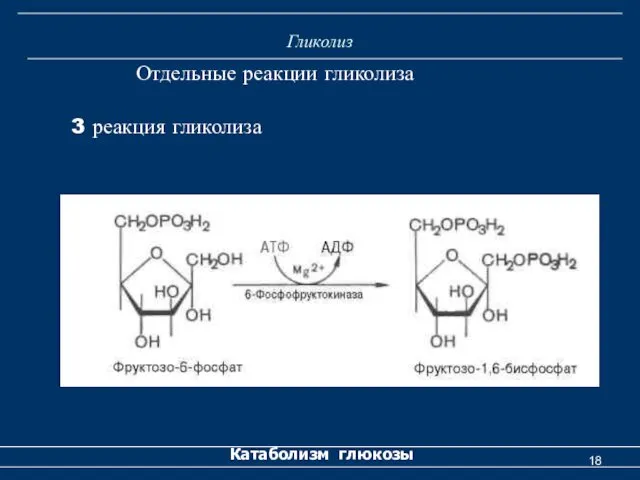 Гликолиз Катаболизм глюкозы Отдельные реакции гликолиза 3 реакция гликолиза