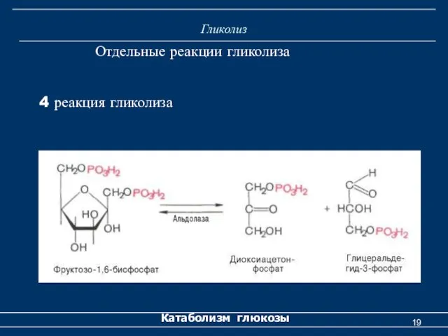 Гликолиз Катаболизм глюкозы Отдельные реакции гликолиза 4 реакция гликолиза