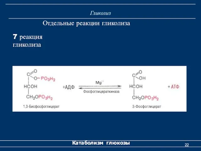 Гликолиз Катаболизм глюкозы Отдельные реакции гликолиза 7 реакция гликолиза