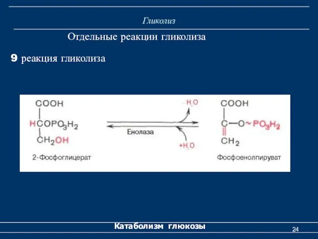 Гликолиз Катаболизм глюкозы Отдельные реакции гликолиза 9 реакция гликолиза