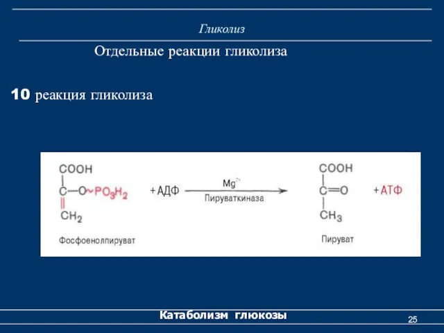 Гликолиз Катаболизм глюкозы Отдельные реакции гликолиза 10 реакция гликолиза