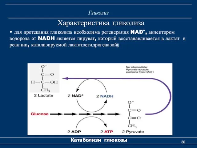 Гликолиз Катаболизм глюкозы Характеристика гликолиза • для протекания гликолиза необходима