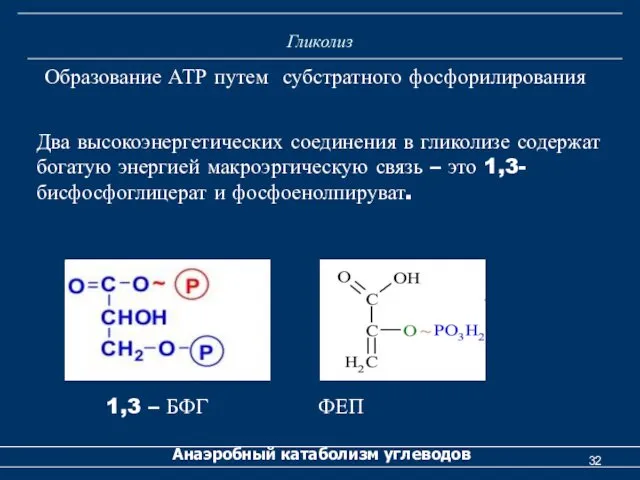 Гликолиз Анаэробный катаболизм углеводов Образование АТР путем субстратного фосфорилирования Два