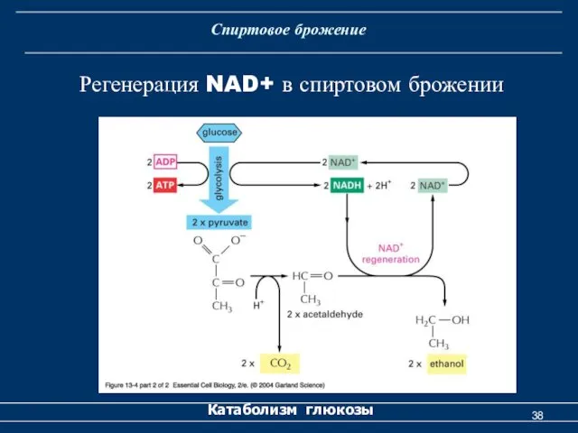 Спиртовое брожение Катаболизм глюкозы Регенерация NAD+ в спиртовом брожении