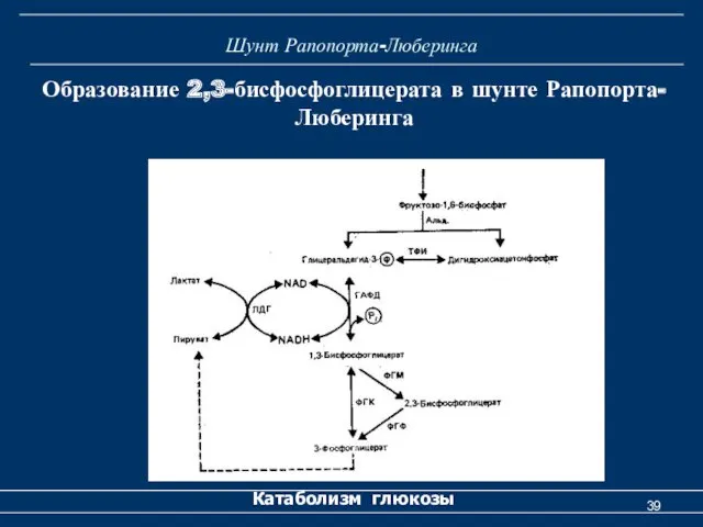 Шунт Рапопорта-Люберинга Катаболизм глюкозы Образование 2,3-бисфосфоглицерата в шунте Рапопорта-Люберинга