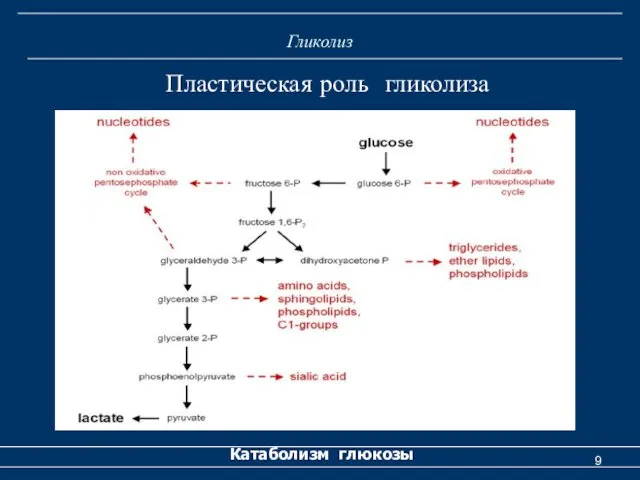 Гликолиз Катаболизм глюкозы Пластическая роль гликолиза