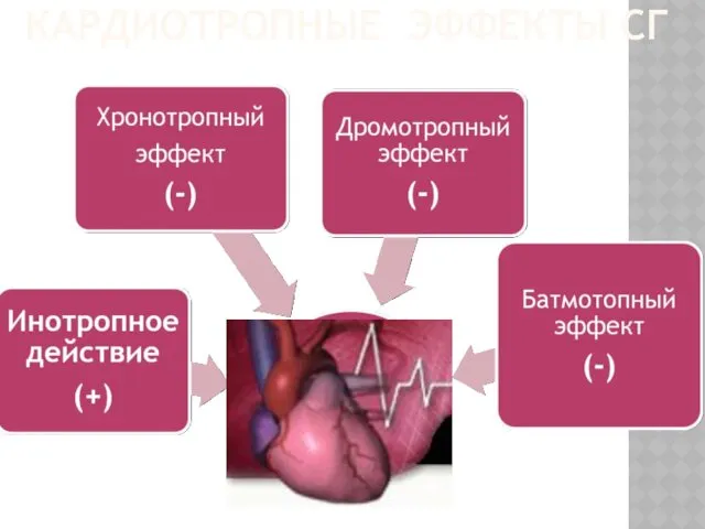 КАРДИОТРОПНЫЕ ЭФФЕКТЫ СГ