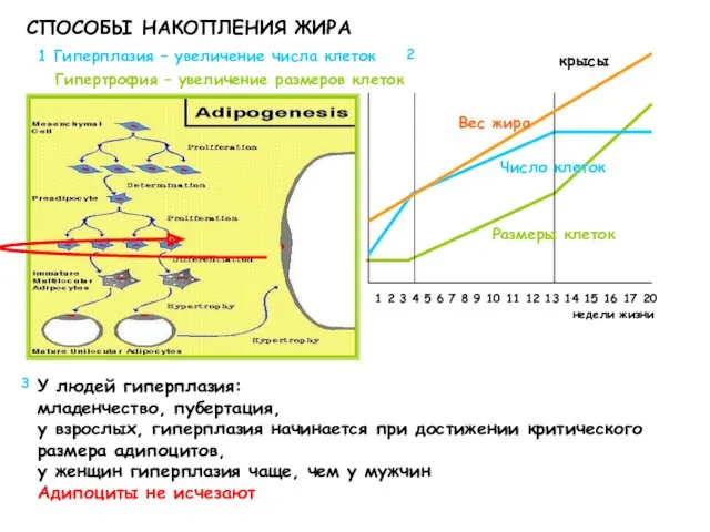 СПОСОБЫ НАКОПЛЕНИЯ ЖИРА У людей гиперплазия: младенчество, пубертация, у взрослых,