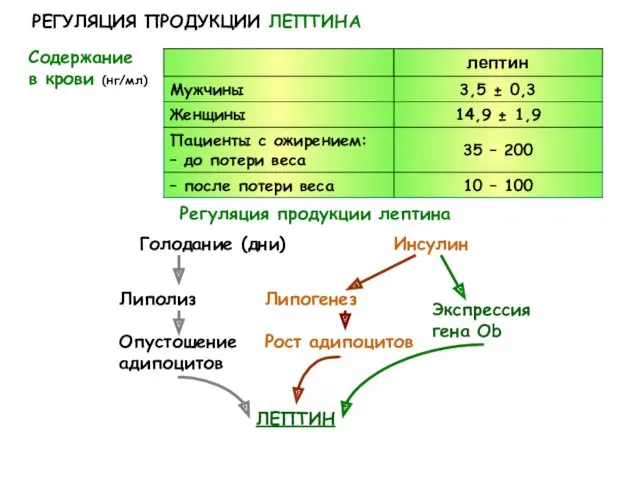 РЕГУЛЯЦИЯ ПРОДУКЦИИ ЛЕПТИНА Содержание в крови (нг/мл) ЛЕПТИН Регуляция продукции