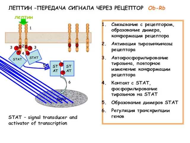 ЛЕПТИН –ПЕРЕДАЧА СИГНАЛА ЧЕРЕЗ РЕЦЕПТОР Ob-Rb Связывание с рецептором, образование