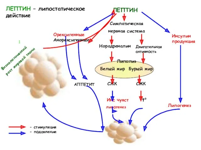 ЛЕПТИН Симпатическая нервная система Норадреналин Липолиз Белый жир Бурый жир